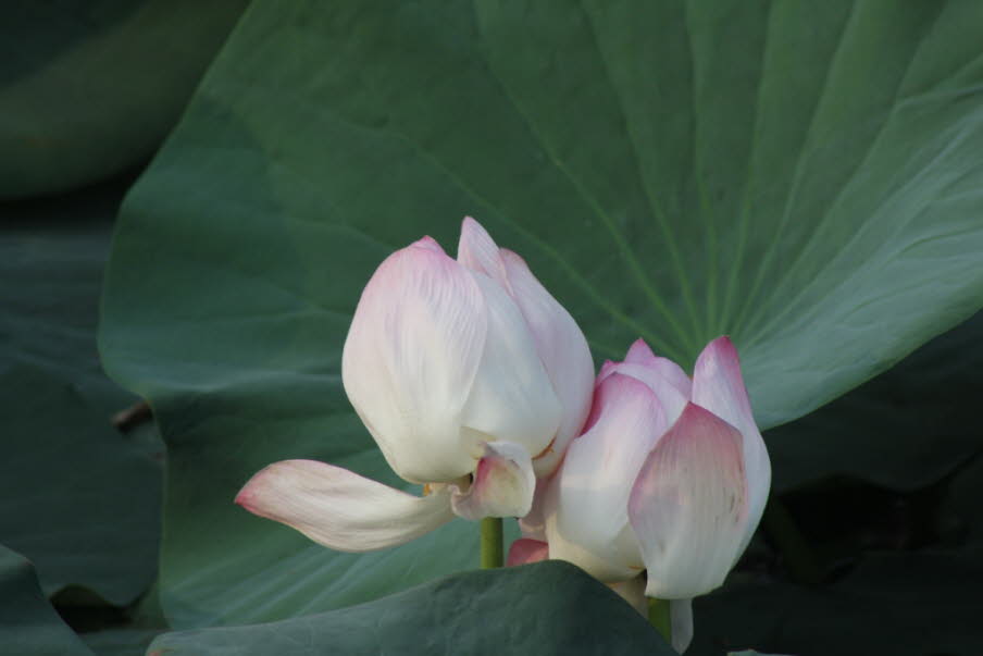 Lotusblüten im Kandawgyu Lake in Yangon: Seine Fähigkeit, Schmutz von sich zu weisen, ließ den Lotos in weiten Teilen Asiens zum Sinnbild für Reinheit, Treue, Schöpferkraft und Erleuchtung werden. Das Symbol findet sich sowohl im Hinduismus als auch im Bu