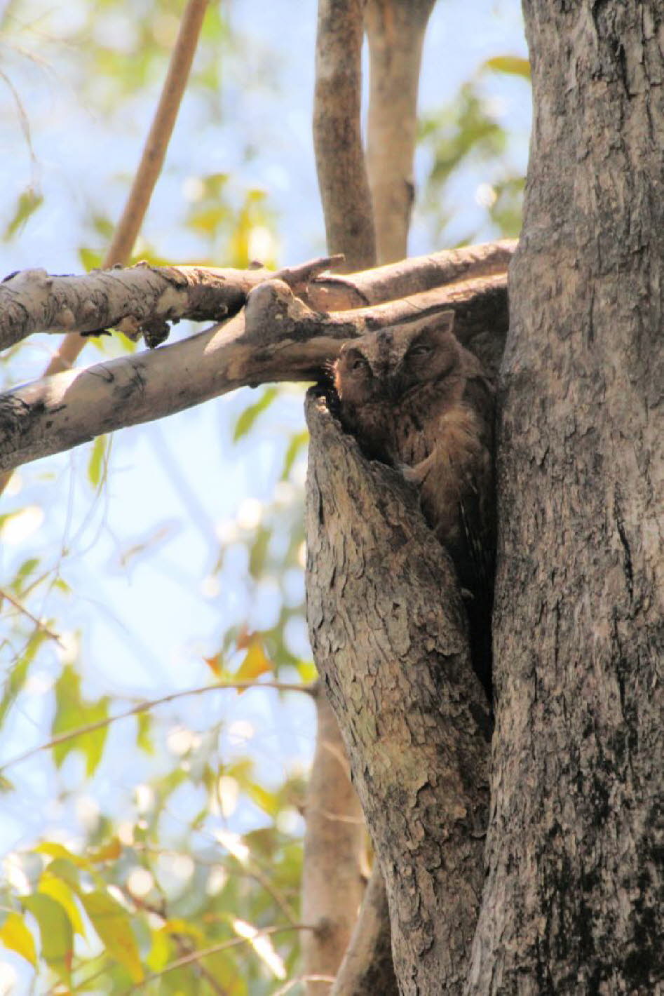 Die Madagaskar-Zwergohreule (Otus rutilus) ist eine endemische Eulenart auf Madagaskar, die eine Größe von 19 bis 23 cm erreicht. Sie kommt in drei Farbvarianten vor – braun, rötlich und grau-braun –, die je nach Region variieren, und bewohnt unterschiedl