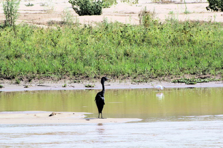 Madagaskarreiher: Großer, ganz dunkler Reiher mit hellem Schnabel. Im Allgemeinen selten und normalerweise allein zu sehen. Kommt in Süßwasserseen und Feuchtgebieten, entlang von Flüssen und auf Küstenwatten vor, meist in geringer Höhe. Von der Größe her 
