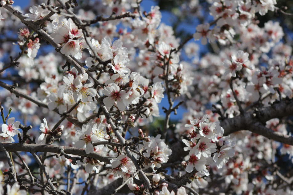 Mandelblüte