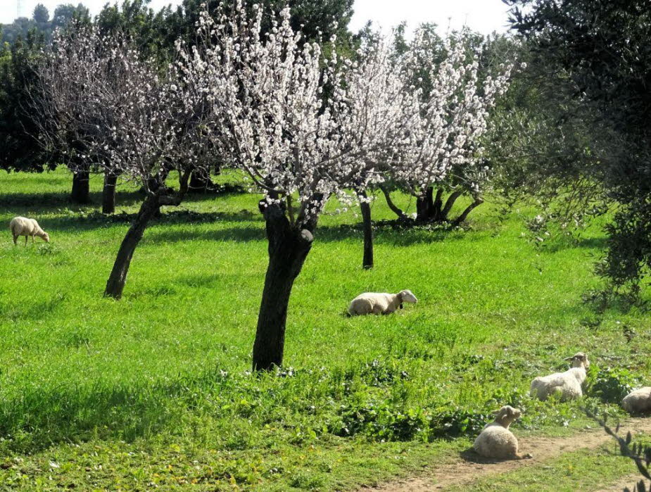 Mandelblüte