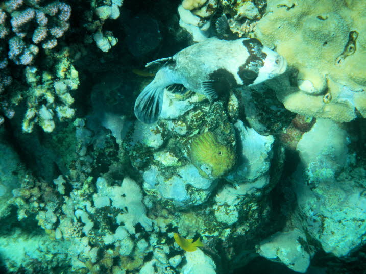 Maskenkugelfische sind normalerweise Einzelgänger