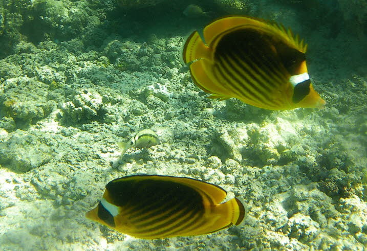 Mondsichel-Falterfisch: Der Mondsichel-Falterfisch ist gelb-orange, aber auf der oberen Körperhälfte dunkler. Es hat einen schwarzen Fleck um die Augen, mit einem breiten weißen Streifen dahinter. Zwei schwarze, gelb umrandete Streifen reichen vom weißen 
