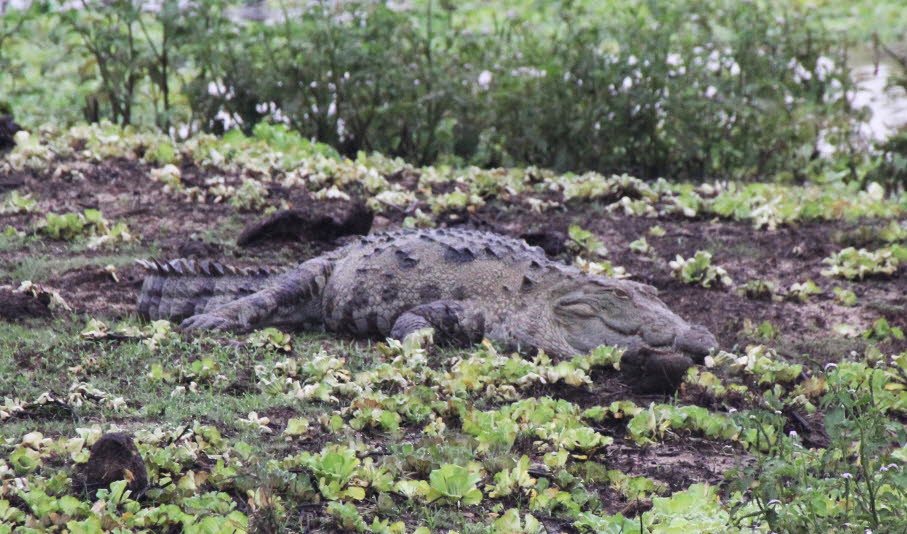 Mugger-Krokodile sind weit verbreitet in Sri Lanka, besonders in Süßwasserhabitaten und Nationalparks. Sie sind ein gutes Beispiel dafür, wie koloniale Narrative von „Gefahr“ und „Wildnis“ später in touristische Vermarktung überführt wurdenDie Vermarktung
