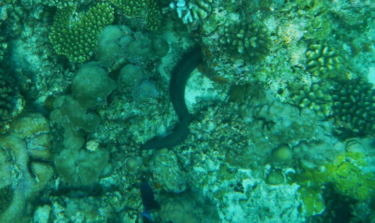 Muräne: Diese unattraktiven Meeresbodenbewohner findet man in den Spalten der Riffe. Wenn sie in Ruhe gelassen werden, sind sie wie die meisten anderen Fische absolut sicher. Um nicht in Aggression zu geraten, stecken Sie Ihre Hände nicht unter die Steine