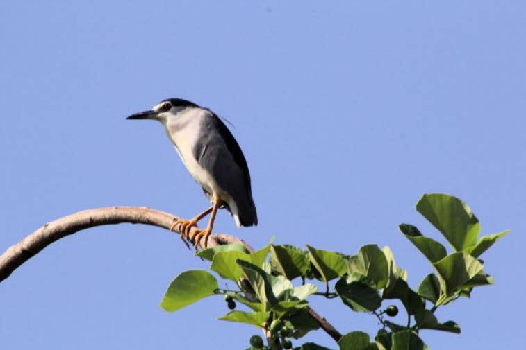 Nachtreiher in Madagaskar: Erwachsene Vögel sind hellgrau mit einem klar abgegrenzten schwarzen Rücken und einer schwarzen Krone. Jungvögel sind braun mit großen weißen Flecken auf den Flügeln und verschwommenen Streifen auf der Unterseite. Erwachsene hab