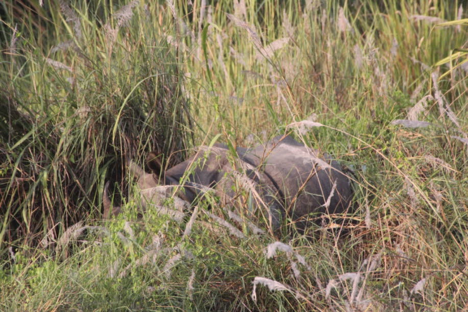 Nashörner im Chitwan Nationalpark in Nepal 