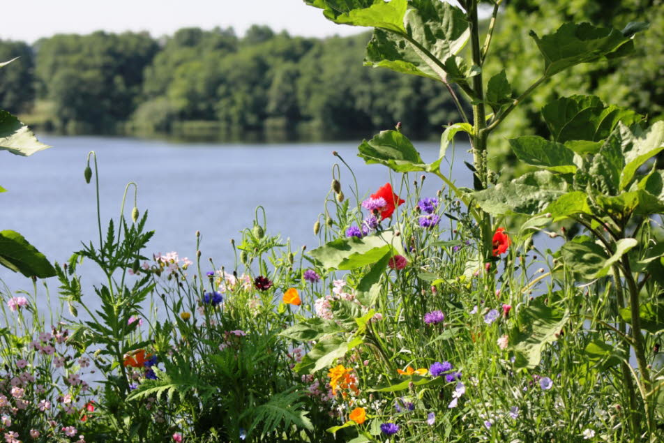 Blüten am Schmalensee