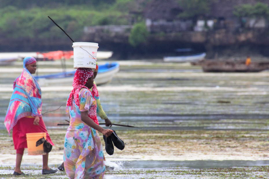 Oktopus-Fischerinnen auf Zanzibar 