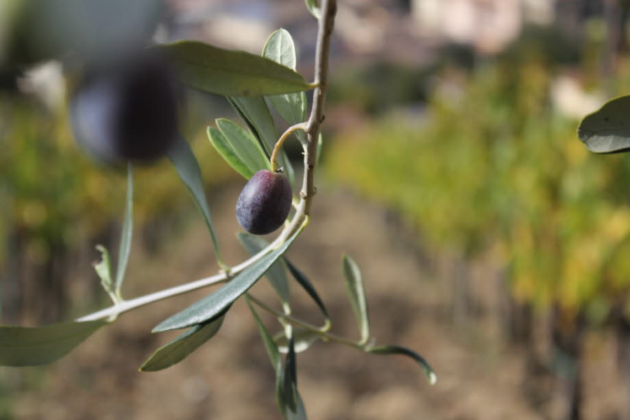 Olive Greve Toskana