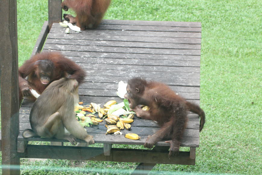 Physikalische Beschreibung:  Der Bornean Orang-Utan ist der zweitgrößte Affe nach dem Gorilla und das größte wirklich arboreale (oder baumbewohnende) Tier, das heute lebt. Die Körpergewichte überlappen sich weitgehend mit dem wesentlich größeren Homo sapi