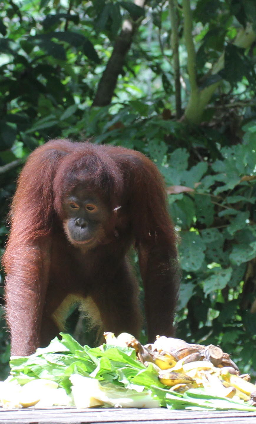 Der Bornean Orang-Utan (Pongo pygmaeus) ist eine Art aus der Familie der Orang-Utans. Zusammen mit dem Sumatran-Orang-Utan und dem Tapanuli-Orang-Utan gehört er zur einzigen Gattung von Menschenaffen, die in Asien beheimatet sind. Wie die anderen Menschen