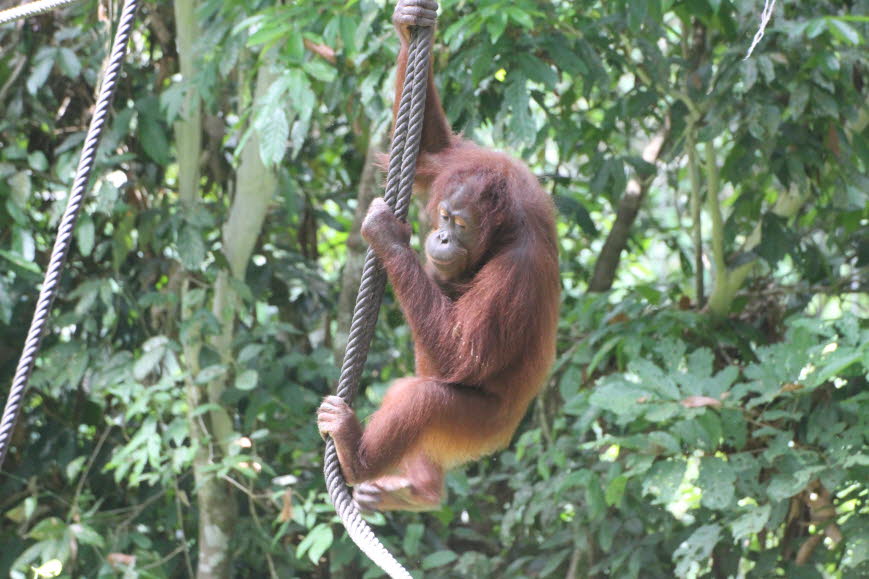 Bornean Orang-Utans haben mehrere Merkmale, die zwischen Männern und Frauen unterscheiden. Männchen haben viel größere Wangenpolster, die aus Muskeln und großen Mengen an Fett bestehen. Männchen haben einen ausgeprägteren Bart und Schnurrbart. Der Halssac
