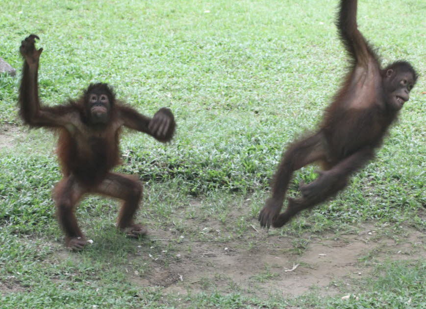 Der Bornean Orang-Utan ist gemäß der Roten Liste der Säugetiere der IUCN stark gefährdet  und ist im Anhang I des CITES aufgeführt. Die Gesamtzahl der Bornean Orang-Utans wird auf weniger als 14% dessen geschätzt, was in der jüngsten Vergangenheit vorhand