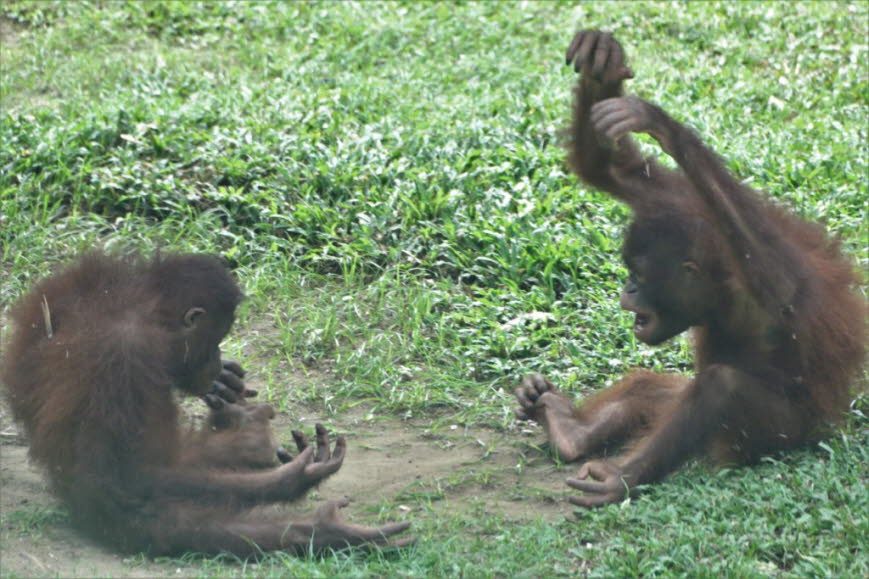 Der Klimawandel ist eine weitere Bedrohung für die Erhaltung des Orang-Utans auf Borneo. Die Auswirkungen, die menschliche Aktivitäten auf indonesische Regenfälle hatten, haben Lebensmittel weniger reichlich reichlich gemacht, und so ist es für Bornean Or