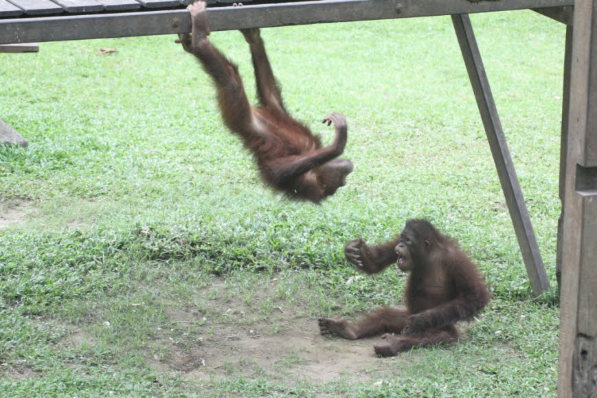 Rettungs- und Rehabilitationszentren: Eine Reihe von Orang-Utan-Rettungs- und Rehabilitationsprojekten sind in Borneo tätig. Die Borneo Orangutan Survival Foundation (BOS), gegründet von Dr. Willie Smits, hat Rettungs- und Rehabilitationszentren in Wanari