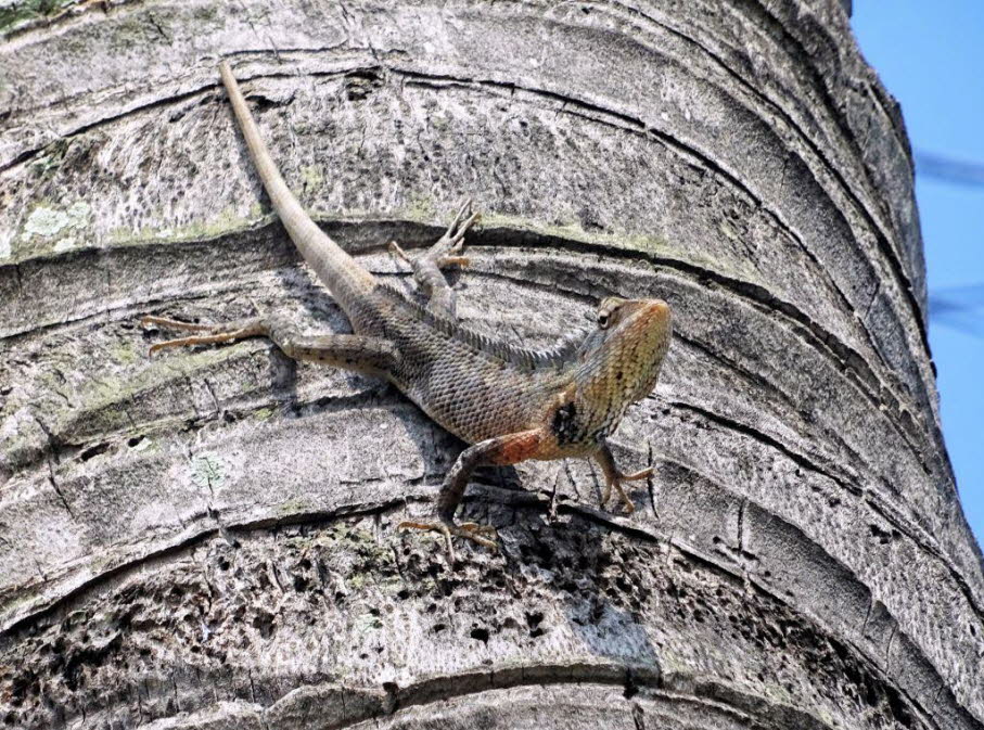 Orientalische Gartenchamaeleon