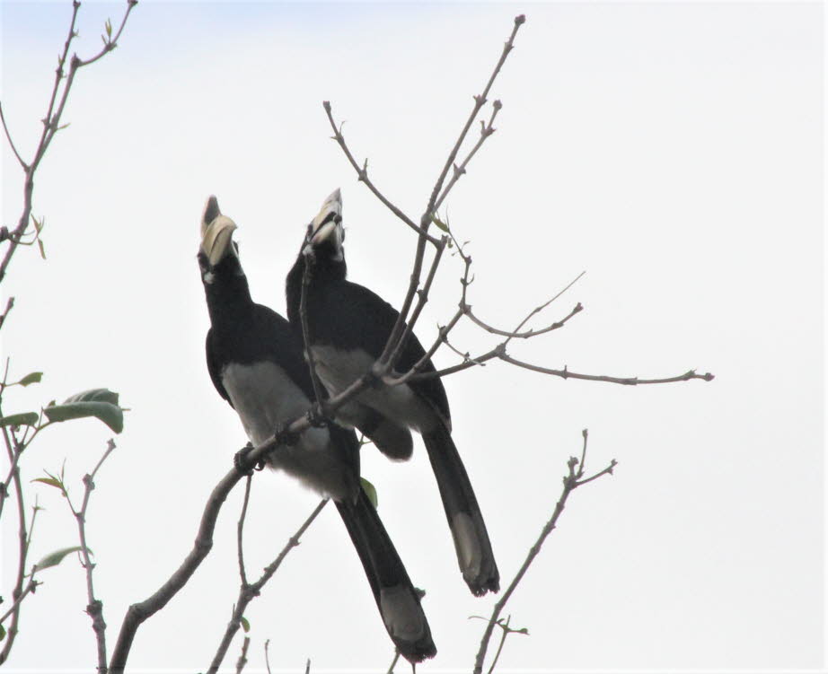 Orienthornvogel -  Im Gegensatz zu den meisten anderen Nashornvögeln kommen die orientalischen Rattenhainvögel außerhalb der Primärwälder vor und können bewohnte Gebiete besuchen, um sich von Früchten zu ernähren. Sie sind jedoch immer noch auf große lebe