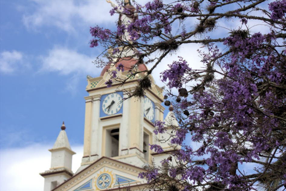 Otavalo: Der Jacaranda-Baum ist eine tropische Schönheit duftenden lila trompetenförmigen Blüten. Der Baum kann je nach Klima entweder halbgrün oder sommergrün sein. Der größte Teil der Blüte findet im späten Frühling bis zum Frühsommer statt, aber in wär