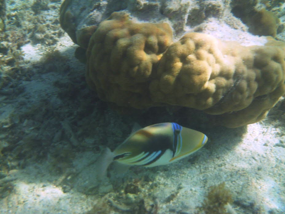 Drückerfisch: Der Mauritius-Triggerfisch ,,Rheincanthus cinereus" ist eine von sieben Arten aus der Gattung der Picasso-Triggerfische. 