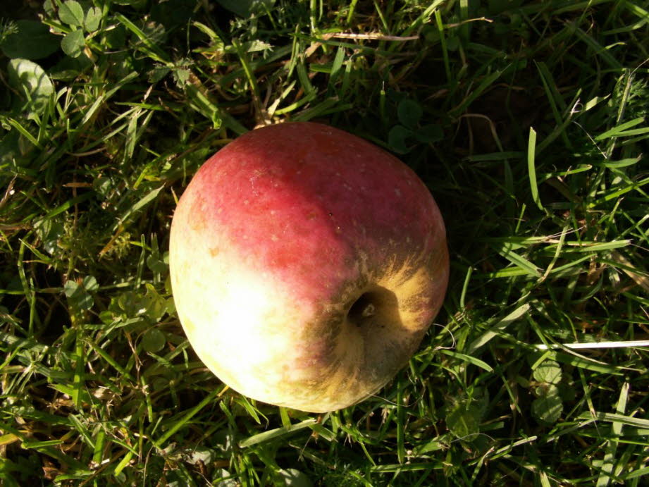 weil die pfel hier schmecken.