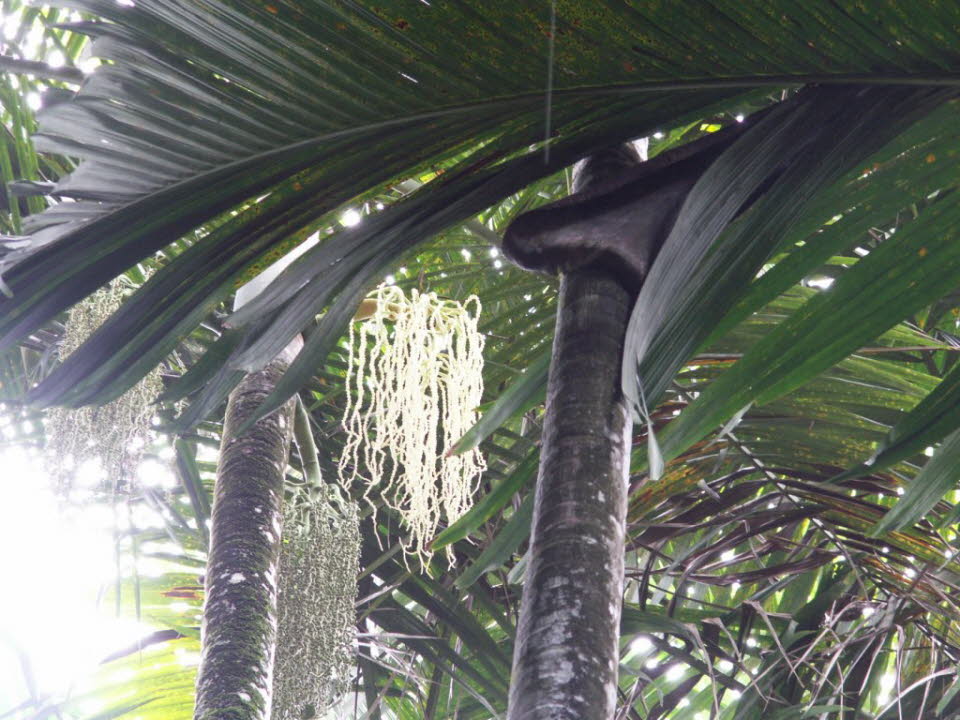 Naturschutzgebiet Praslin: Legenden nach der Entdeckung der Seychellen: Neue Legenden über den coco de mer entstanden nach 1743, als die echten Coco de mer Bäume entdeckt wurden. Früchte von coco de mer werden nur auf weiblichen Bäumen entwickelt. Männlic