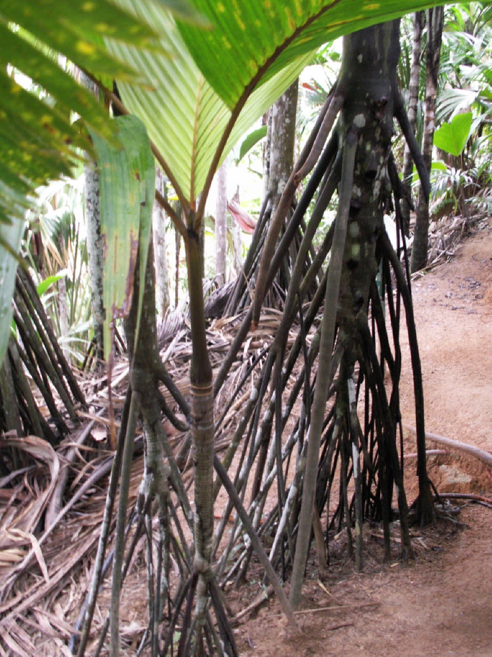 Naturschutzgebiet Praslin: In der viktorianischen Ära glaubte General Charles George Gordon, der 1881 die Seychellen besuchte, dass das Vallée de Mai auf der Insel Praslin der ursprüngliche Garten Eden war, wie in der Bibel beschrieben, und dass der Coco 