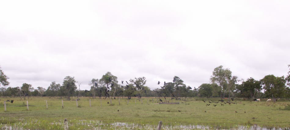 Das Pantanal ist eine natürliche Region, die das größte tropische Feuchtgebiet der Welt und das größte überschwemmte Grasland der Welt umfasst. Es befindet sich hauptsächlich im brasilianischen Bundesstaat Mato Grosso do Sul, erstreckt sich aber bis nach 
