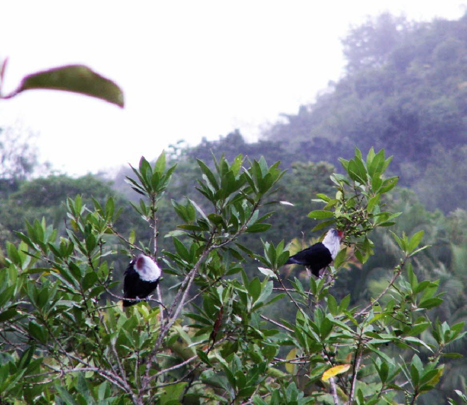 Paradies-Fruchttaube (Alectroenas pulcherrima): Die Seychellen-Blautaube (Alectroenas pulcherrimus), auch bekannt als die Blaue Fruchttaube der Seychellen, ist eine mittelgroße Taube, die Waldgebiete des granitischen Seychellen-Archipels bewohnt. Die Seyc
