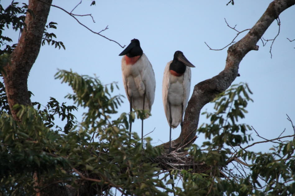 Pantanal Jaburú auch Tuiuiú (Jabiru)-Storch