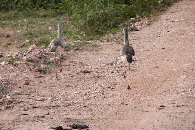 Pantanal / Brasilien: Seriema (Rotfussseriema) Beobachtungen: Mit gestreckten Beinen und aufrecht gehaltenem Hals in einem 90°-Winkel relativ zum Schnabel richtet der Vogel den Kopf in Richtung des Gesichtsfeldes des Eindringlings und bleibt dabei statisc