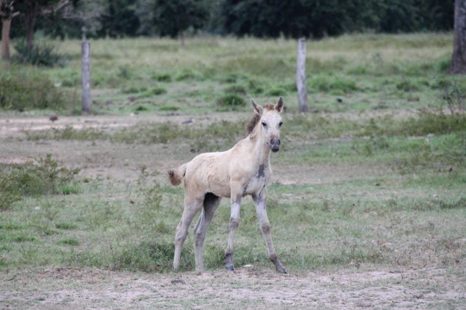 Das Pantanal-Pferd stammt von den iberischen Pferden ab, die  vor 500 Jahren von den portugiesischen Kolonisatoren in ihren Schiffen herüber gebracht wurden.  Diese hohen Preise auf Auktionen deuten auf einen vielversprechenden Markt hin und auf gute Auss