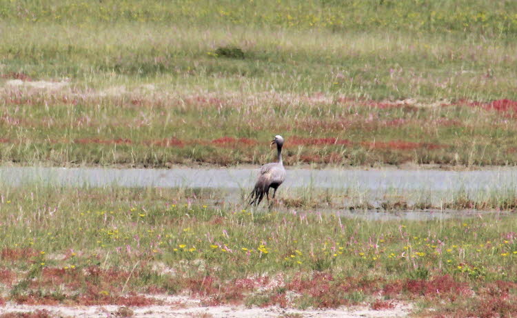 Paradieskranich in der Etoshapfanne in Namibia:Paradieskranich: Der Nationalvogel Südafrikas - Der Blaue Kranich (Anthropoides paradisea), auch bekannt als Stanleykranich oder Paradieskranich, ist ein großer, bodenbewohnender Vogel aus der Familie der Kra