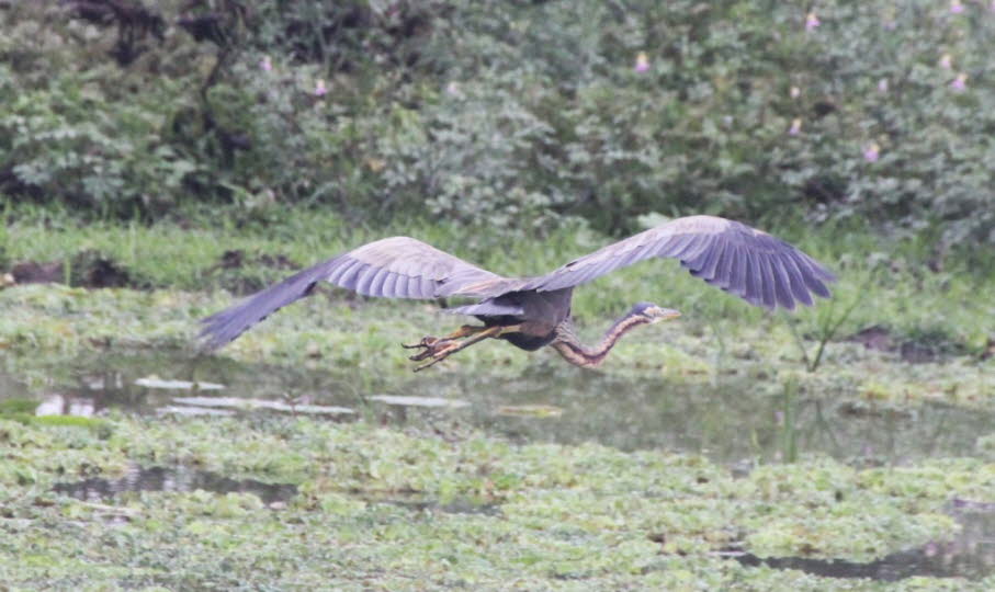Purpurreiher: Der Purpurreiher ist fest in der Vogelwelt Sri Lankas verankert und ein typischer Bewohner von Feuchtgebieten. Für deine kolonialkritische Analyse lohnt es sich, ihn mit anderen Reiherarten (z. B. Graureiher, Kuhreiher) zu vergleichen, um zu