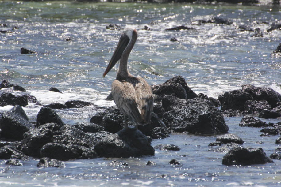 Pelikan auf der Insel Santa Cruz / Galapagos 