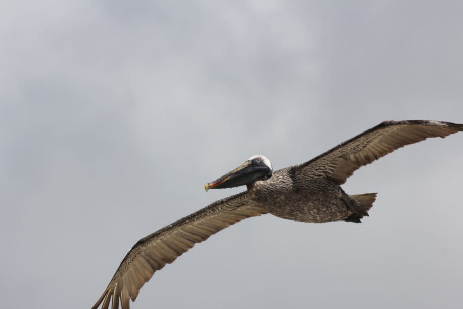 Pelikan auf der Insel Santa Cruz / Galapagos 