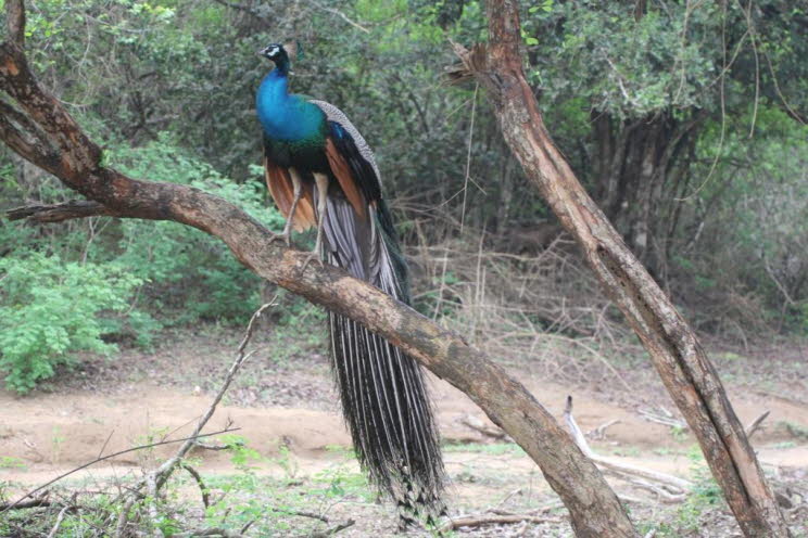 Pfau, auf einem Ast sitzend im Yale Park auf Sri Lanka