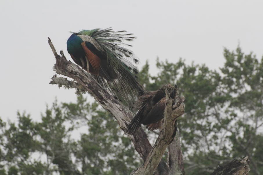 Bei dem abgebildeten Tier handelt es sich um einen männlichen Indischen Pfau (Pavo cristatus), auch bekannt als Blauer Pfau. Dieses Männchen präsentiert sein beeindruckendes, augenfleckiges Schwanzgefieder, das eigentlich aus verlängerten oberen Schwanzde