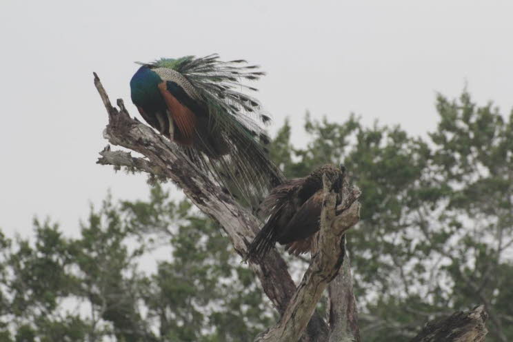 Pfau im Yale Park auf Sri Lanka