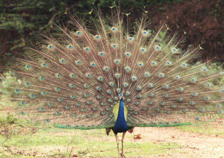 Pfau im Yale Park auf Sri Lanka