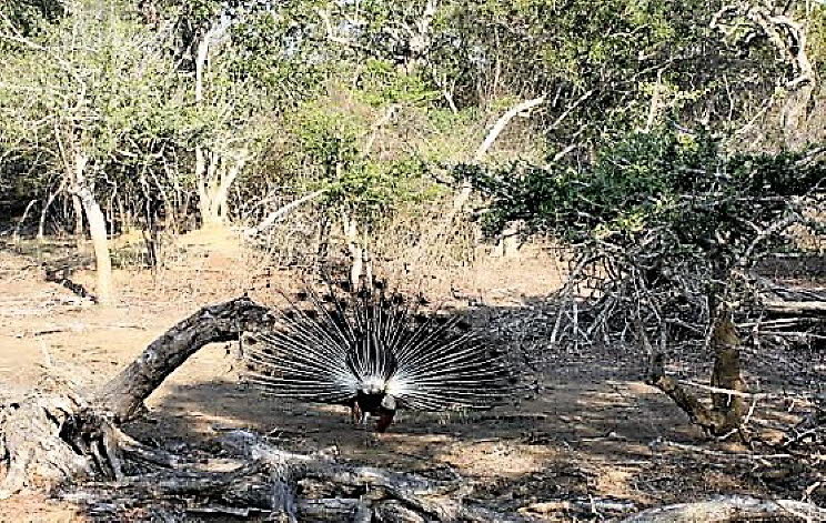 Pfau im Yala-Nationalpark Sri Lanka