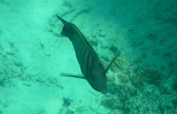 Pfauenzackenbarsch: Pfauen-Zackenbarsch Cephalopholis argus: Dieser Pfauen-Zackenbarsch  kommt an Korallenriffen in einem Tiefenbereich von 1-40 m vor, typischerweise weniger als 10 m. Die Art ist territorial und unterteilt ihren Lebensraum in große (bis 