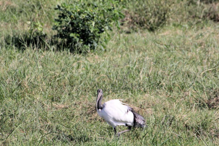 Pharaonenibis im Chobe Nationalpark Botswana