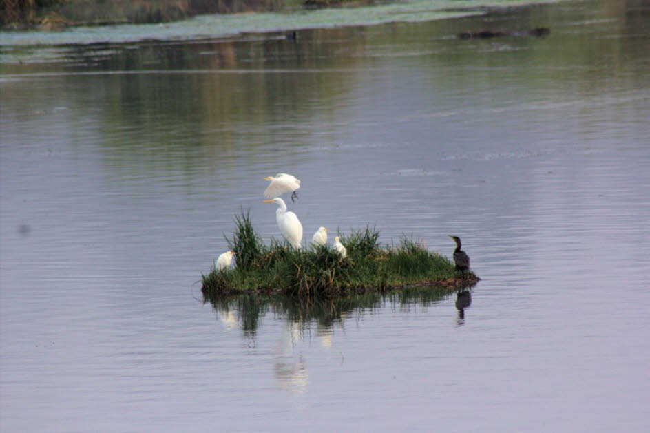 Puerto Lago: Reihernest