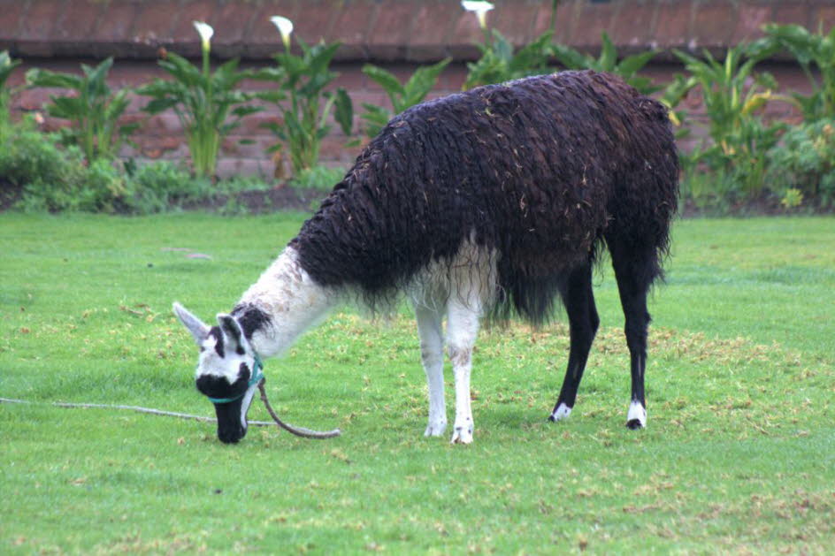 In der Aymara-Mythologie sind Lamas wichtige Wesen. Der Himmlische Lama soll Wasser aus dem Ozean trinken und uriniert, wenn es regnet. Laut der Aymara Eschatologie werden Lamas zu den Wasserquellen und Lagunen zurückkehren, wo sie herkommen. Lamaide, ode