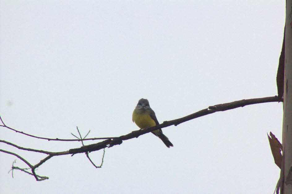 Puerto Lago Wiesenschafstelze: Der Wiesenschafstelze (Motacilla flava) ist ein schlanker 15-16 cm langer Vogel, mit dem charakteristischen langen, ständig wedelnden Schwanz seiner Gattung. Dieser insektenfressende Vogel bewohnt offenes Land in der Nähe vo