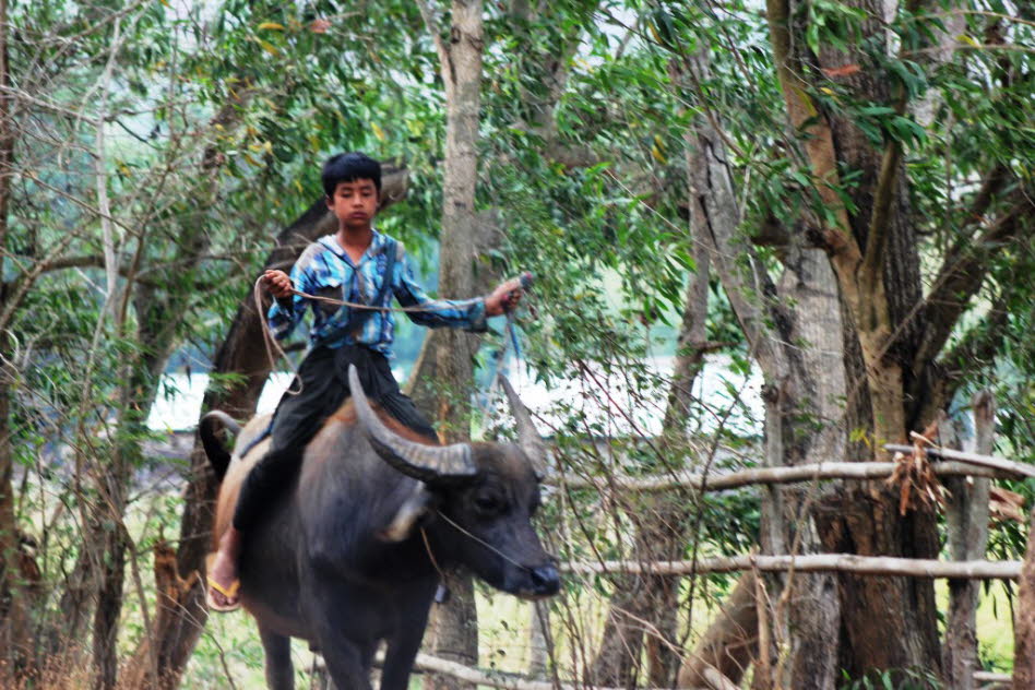 Reiten auf einem Wasserbüffel bei Heho  Pindaya Inle See