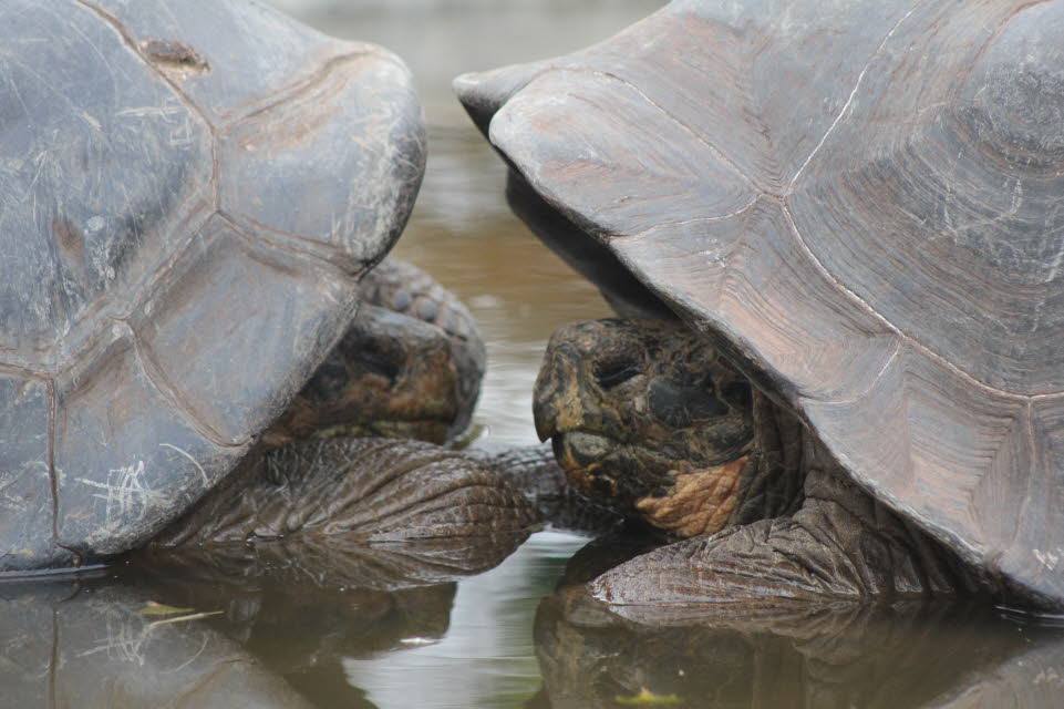 Der Galpagos-Riesenschildkröten (Chelonoidis nigra und verwandte Arten) sind die größten lebenden Schildkrötenarten. Galpagosschildkröten können bis zu 417 kg wiegen. Heute gibt es riesengroße Schildkröten nur auf zwei abgelegenen Archipelen: den Galapago9