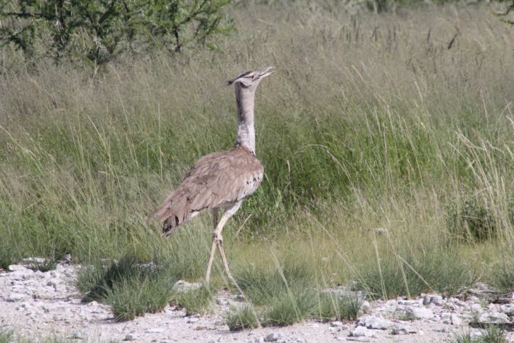 Riesentrappe in der Etochapfanne