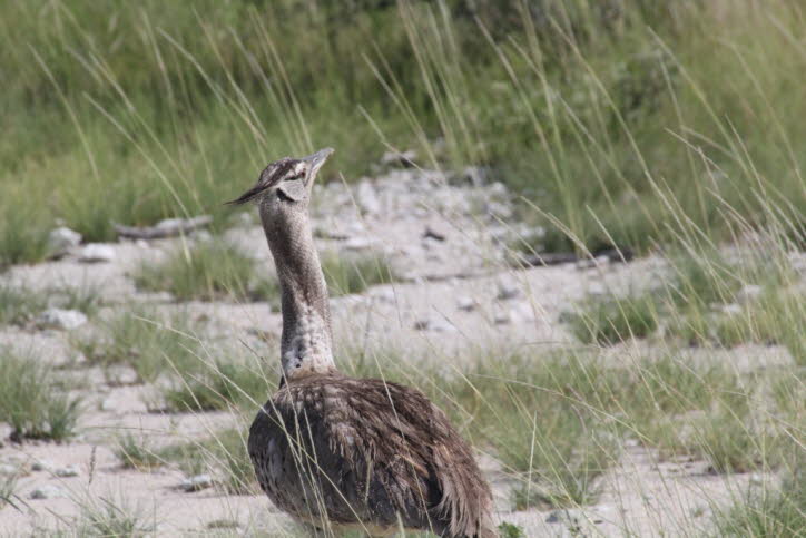 Riesentrappe in der Etochapfanne